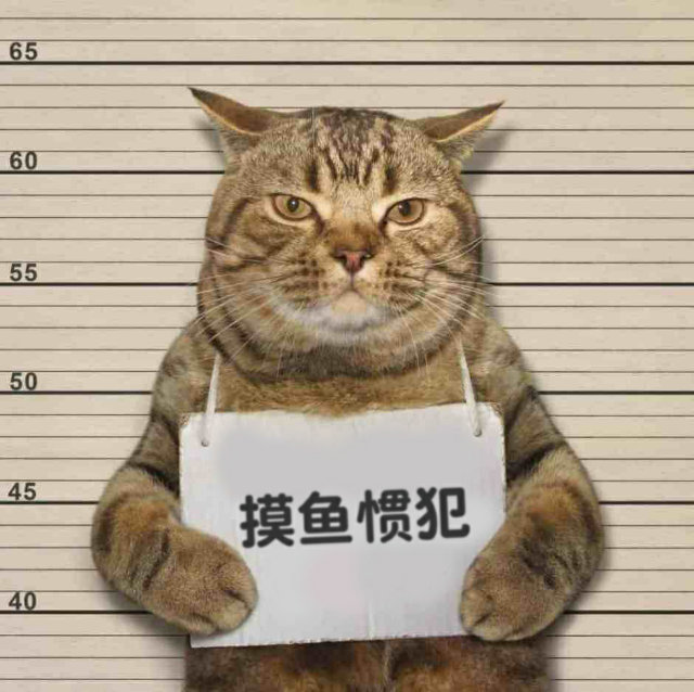 猫咪表情包 摸鱼惯犯