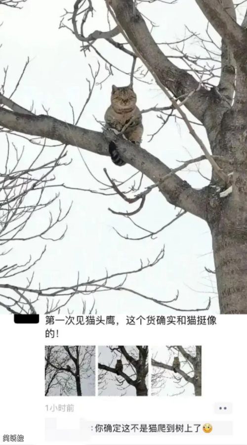 这是猫头鹰? 这是猫头鹰?