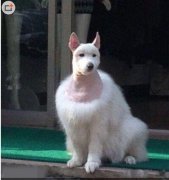 萨摩耶剪完毛后再没笑过
