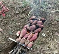 这样烤能不能熟呀 这样烤能不能熟呀