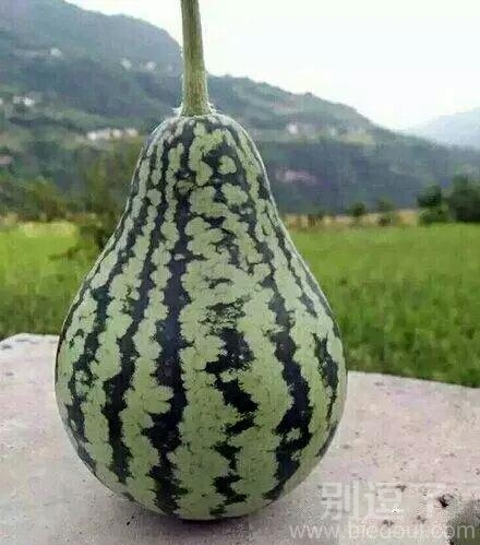 这到底是什么瓜呢 这到底是什么瓜呢