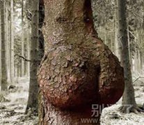 一颗妖娆的树木。 一颗妖娆的树木。