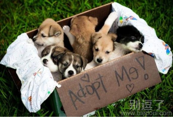 收养我们吧,求求啦 收养我们吧,求求啦