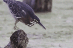 这脖子是怎么长的 这脖子是怎么长的