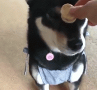 天下武功，无坚不破，唯快不破