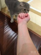 给猫猫洗完澡后的我