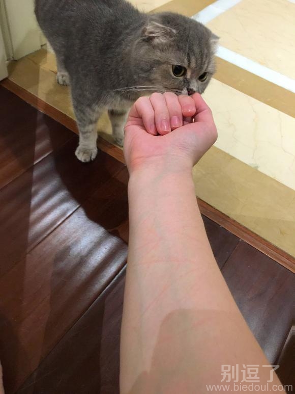 给猫猫洗完澡后的我 给猫猫洗完澡后的我