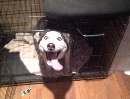 汪星人你太搞笑了 汪星人你太搞笑了