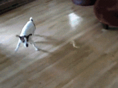 真的给汪星人丢脸 真的给汪星人丢脸