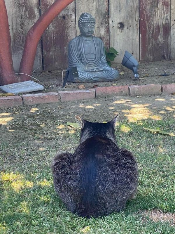 轻松一刻：果然鸟子大了，什么林儿都有……