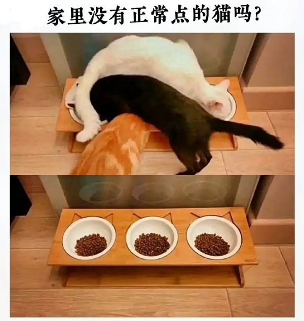 轻松一刻:果然鸟子大了,什么林儿都有…… 轻松一刻:果然鸟子大了,什么林儿都有……