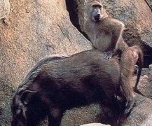 大师兄 你这样对待二师兄师傅知道么