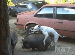 其实猪很享受的! 其实猪很享受的!