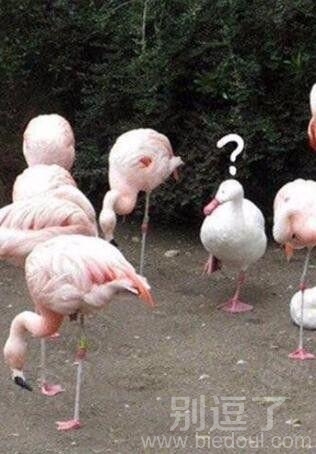 中间那个是鸭子吗？