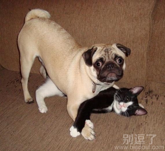 快宣布...第一回合狗狗胜利！