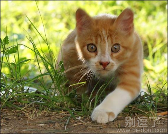 一看就是专业的猎手