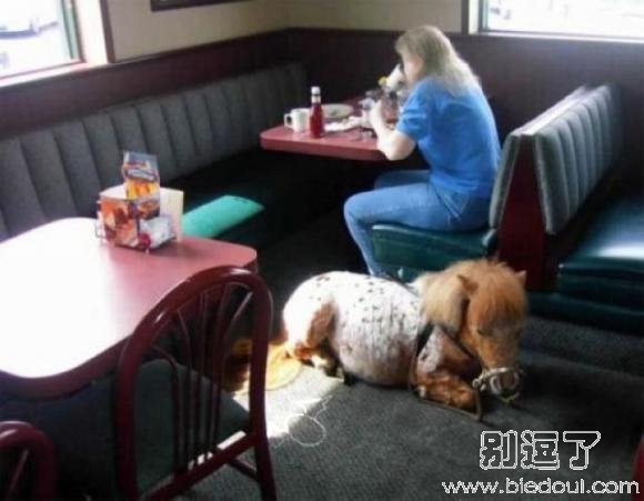 我家的小宠物走哪带哪