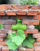 真是委屈这丝瓜了 真是委屈这丝瓜了