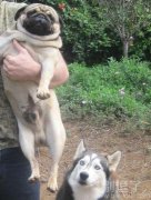 沙皮狗与呆呆狗。。 沙皮狗与呆呆狗。。