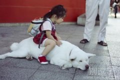 好委屈的汪星人。 好委屈的汪星人。