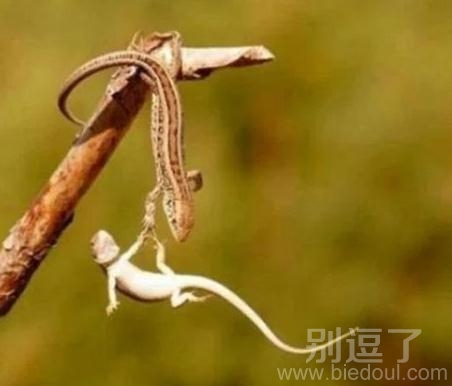 要掉下去的一个小动物。