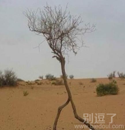 一颗会跑的树。。