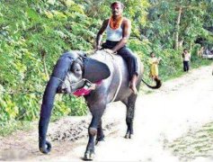 终于坐上大象了 终于坐上大象了