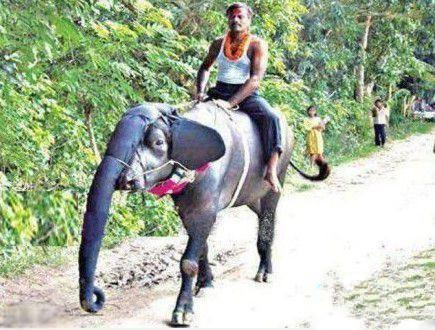 终于坐上大象了 终于坐上大象了