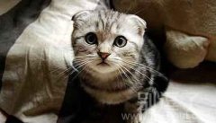 抬头望明月，一脸萌