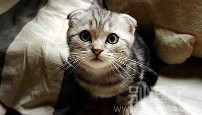 抬头望明月,一脸萌 抬头望明月,一脸萌