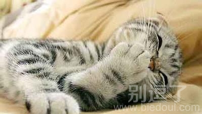 呵呵,本喵笑而不语 呵呵,本喵笑而不语