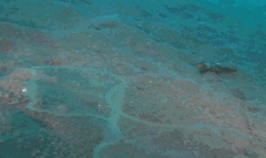 全透明海洋生物，好神奇！！