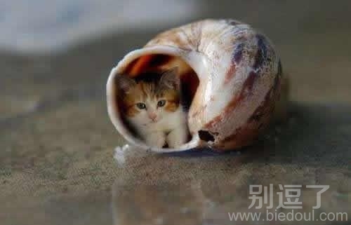 寄居猫，哇咔咔，好玩