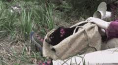 心疼，才刚被救了，转头又掉陷阱里去了