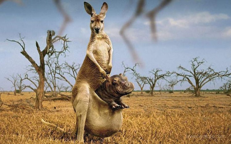 概念幻想图--不真实的图片