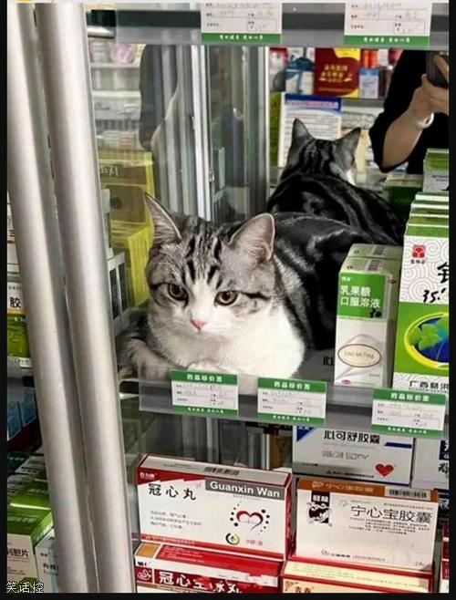 猫治百病童叟无欺