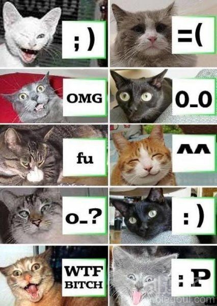 表情包，猫妮表情大全
