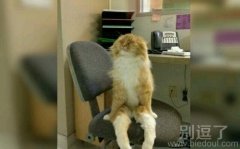 一只有怨气的猫。 一只有怨气的猫。