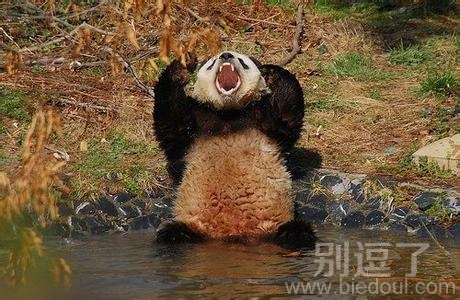 一只不高兴的熊猫。