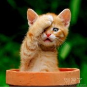 好淘气调皮的小猫。