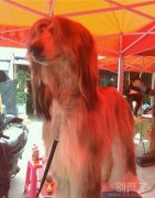 一个搞笑的汪星人。