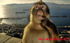 我把师父落在哪儿了来着
