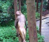 失恋了,生无可恋了 失恋了,生无可恋了