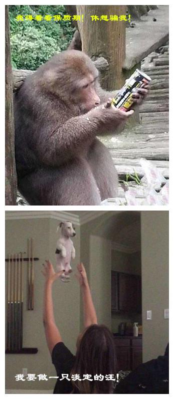 萌宠恶搞图 萌宠恶搞图