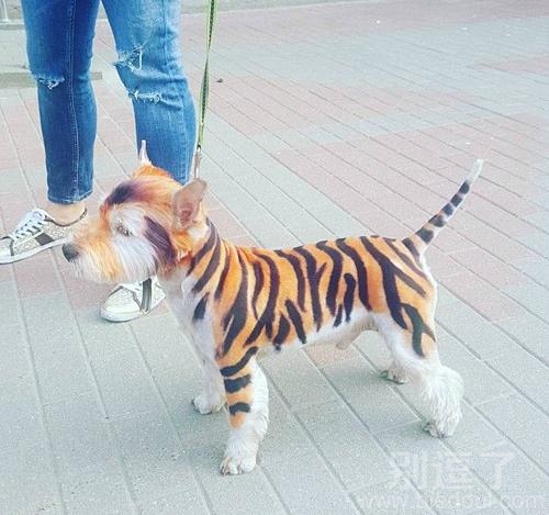 这是一条狗?谁信啊!这不是老虎吗 这是一条狗?谁信啊!这不是老虎吗