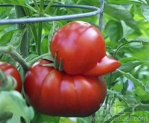 不安分的西红柿，总想做鸭子！