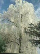 金树上的银花。。