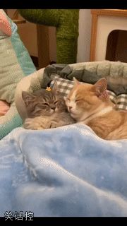 被猫咪喂了一嘴狗粮