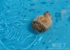 仰泳的刺猬 难得一见
