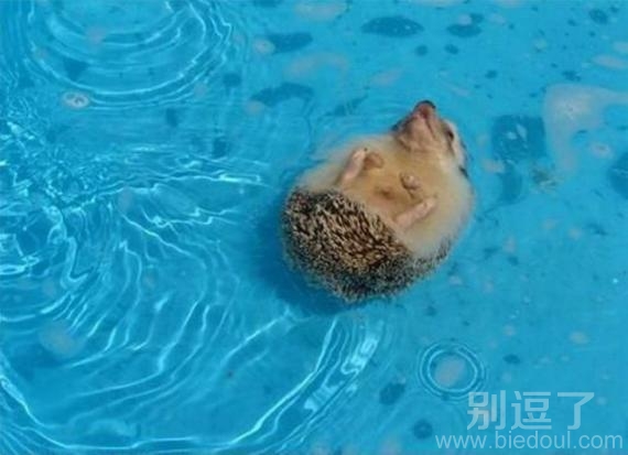 仰泳的刺猬 难得一见
